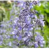 - Nepeta SIX HILLS GIANT