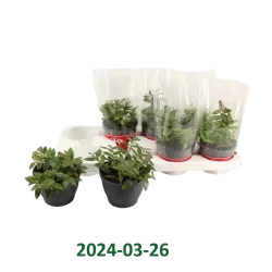 Aiškenis - Aeschynantus CARO IMPROVED