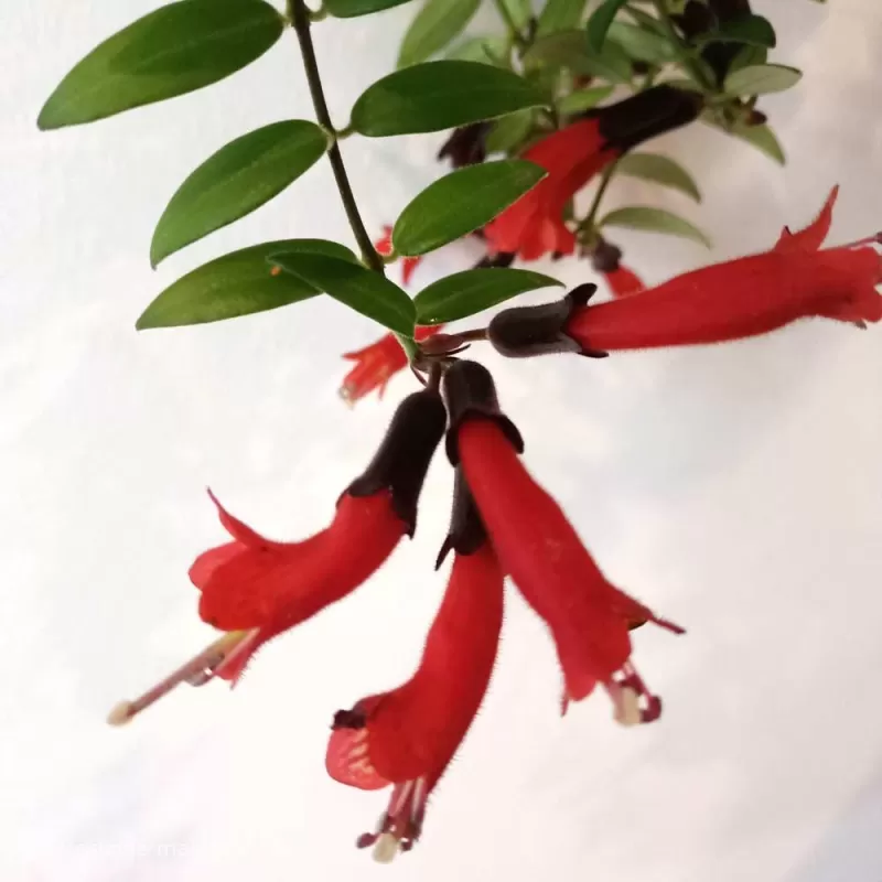 Aiškenis - Aeschynantus CARO IMPROVED