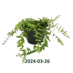 Aiškenis - Aeschynantus JAPHROLEPIS