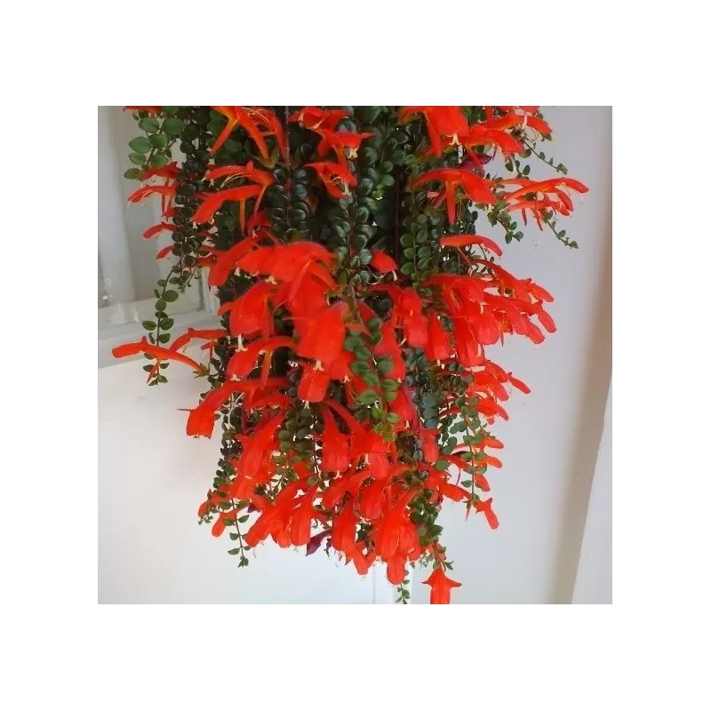 Aeschynantus JAPHROLEPIS