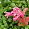 Aiškenis - Aeschynantus PINK POLKA green