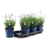 Tikroji levanda - Lavandula angustifolia