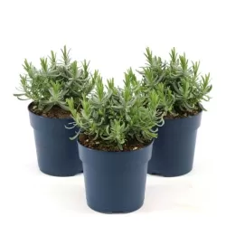 Tikroji levanda - Lavandula angustifolia