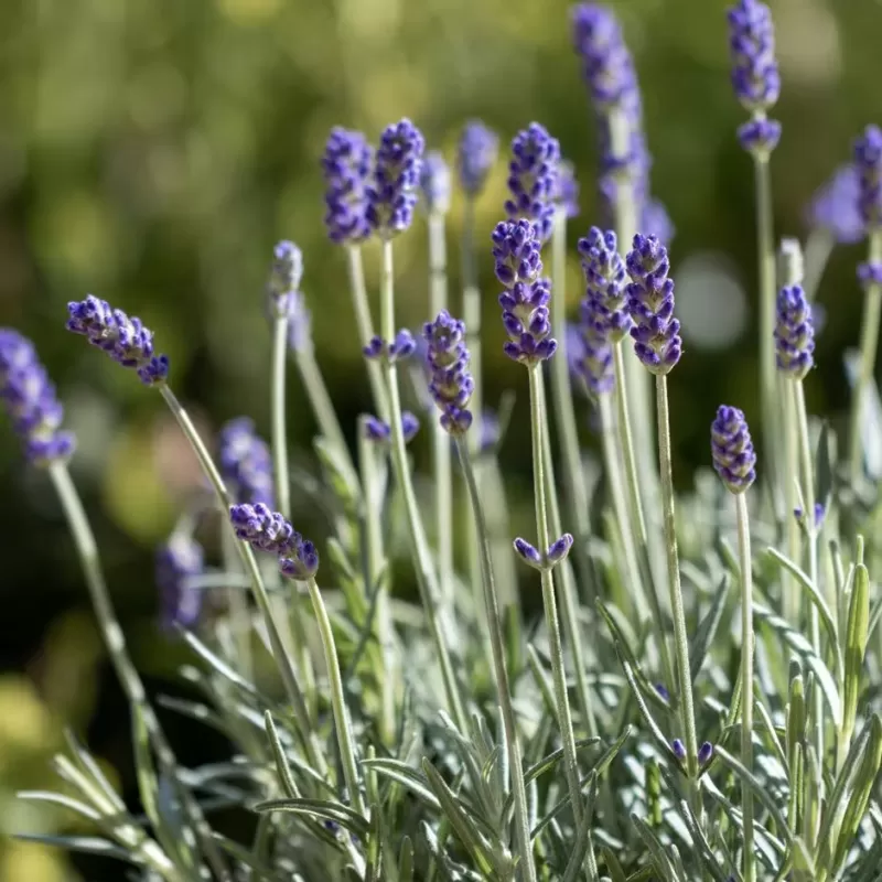Tikroji levanda - Lavandula angustifolia
