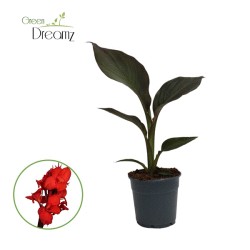 Kana - Canna PACIFIC BEAUTY