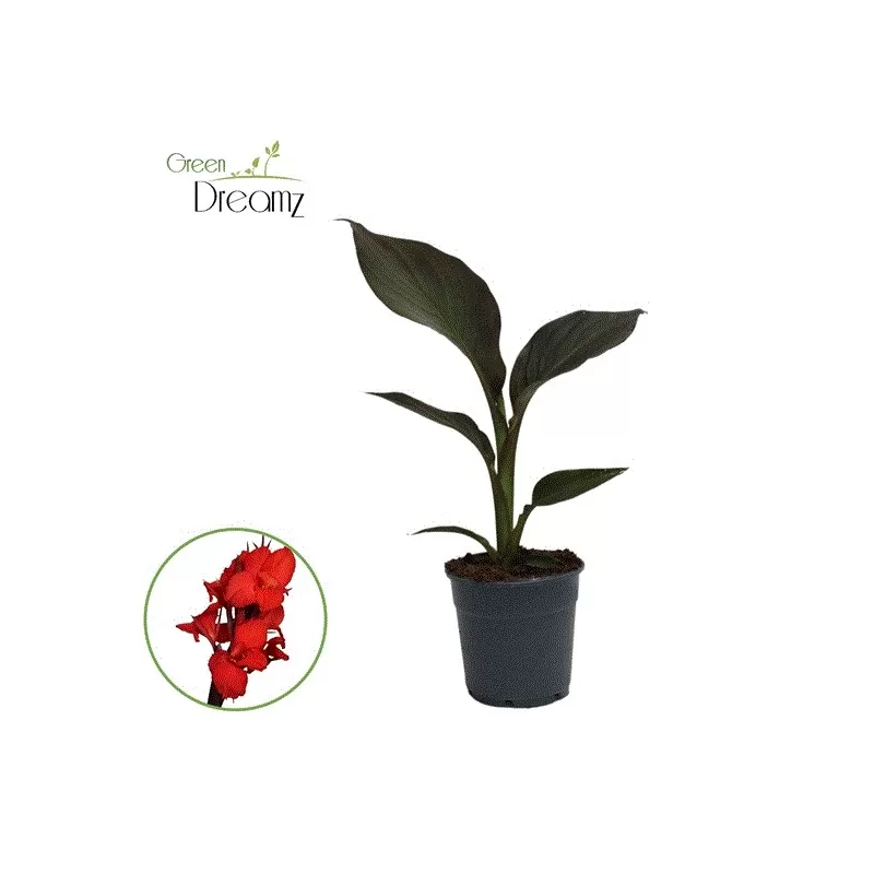 Canna PACIFIC BRAUTY