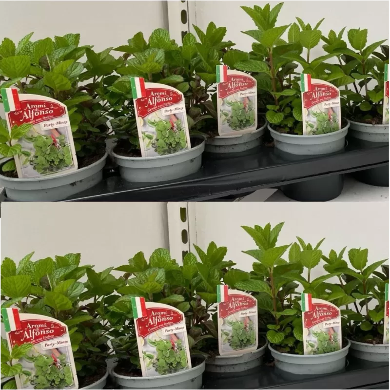 Mentha spicata CRISPA