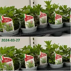 Mentha spicata CRISPA