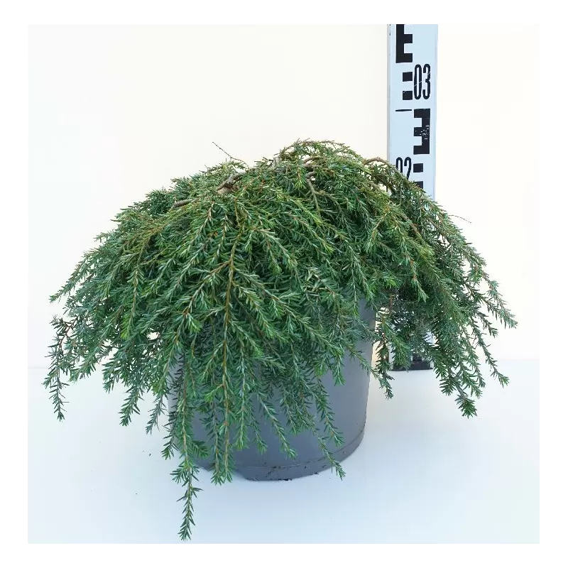 Garden plants/Trees/Flowers/ web-shop