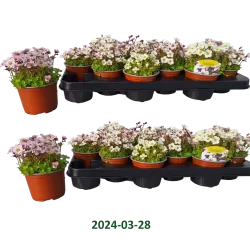 Saxifraga arendsii Highlander White and Red