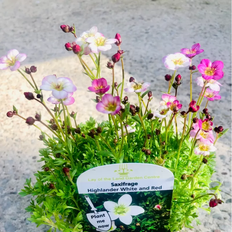 Saxifraga arendsii Highlander White and Red