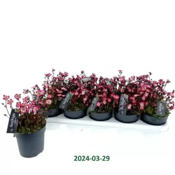Uolaskėlė - Saxifraga arendsii Marto Picotee Red