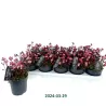 Saxifraga arendsii Marto Picotee Red