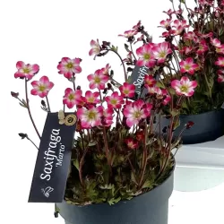 Uolaskėlė - Saxifraga arendsii Marto Picotee Red