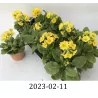 Primula veris
