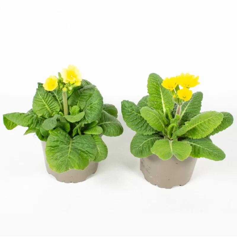 Primula veris