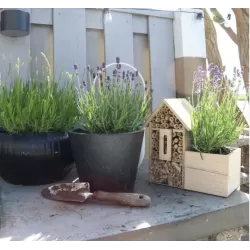 Tikroji levanda - Lavandula angustifolia