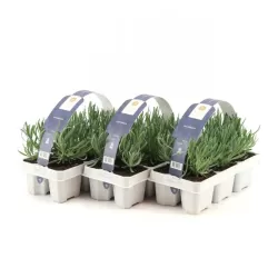 Tikroji levanda - Lavandula angustifolia