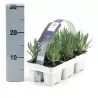 Tikroji levanda - Lavandula angustifolia