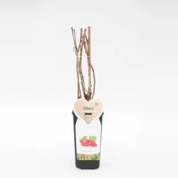 Raudonieji (rožiniai) serbentai - Ribes rubrum ROSALINN