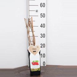 Pink Currant - Ribes rubrum ROSALINN