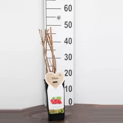 Raudonieji (rožiniai) serbentai - Ribes rubrum ROSALINN