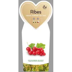Pink Currant - Ribes rubrum ROSALINN