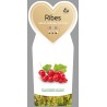 Pink Currant - Ribes rubrum ROSALINN