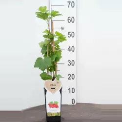 Raudonieji (rožiniai) serbentai - Ribes rubrum ROSALINN