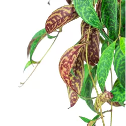 Aeschynantus MARMORATUS