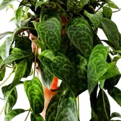 Aeschynantus MARMORATUS