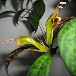 Aeschynantus MARMORATUS