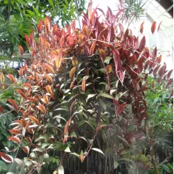 Aeschynantus MARMORATUS