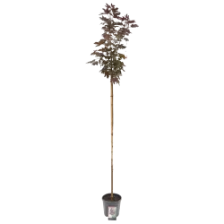 Vitaflora - augalai su pristatymu į namus