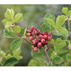 Kvapusis žagrenis - Rhus aromatica
