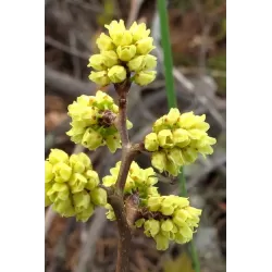 Kvapusis žagrenis - Rhus aromatica