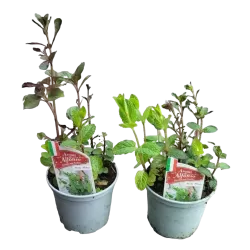 Mentha mix