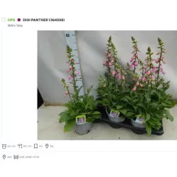 Digitalis purpurea PANTHER