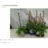 Digitalis purpurea PANTHER