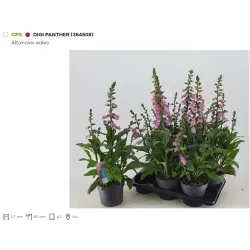 Digitalis purpurea PANTHER