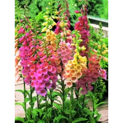 Digitalis purpurea PANTHER