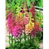 Digitalis purpurea PANTHER