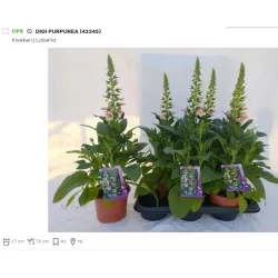 Digitalis purpurea PANTHER