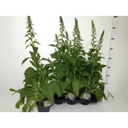 Digitalis purpurea PANTHER