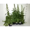 Digitalis purpurea PANTHER