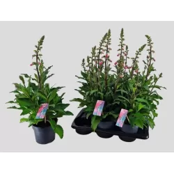 Digitalis purpurea PANTHER