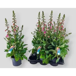 Digitalis purpurea PANTHER