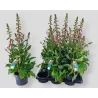 Digitalis purpurea PANTHER