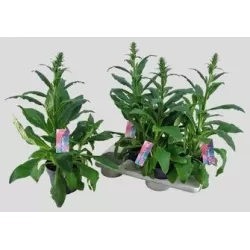 Digitalis purpurea PANTHER